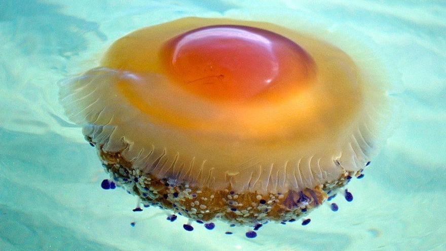 El aumento de medusas y la proliferación de algas amenazan el baño en el Mediterráneo