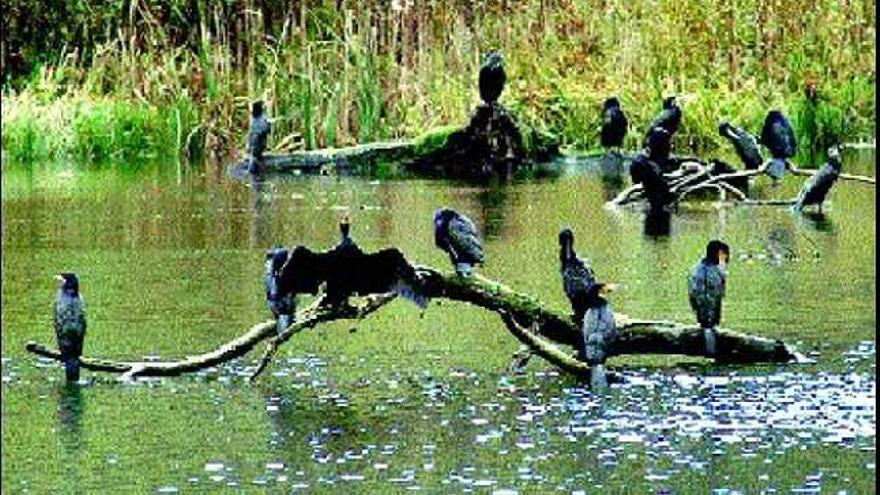 Grupo de cormoranes en Pilotuerto (Tineo).