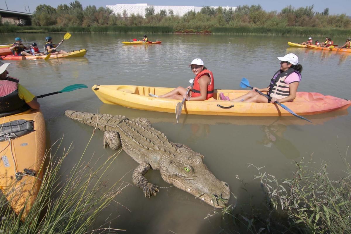 Un caimán por el Guadalquivir