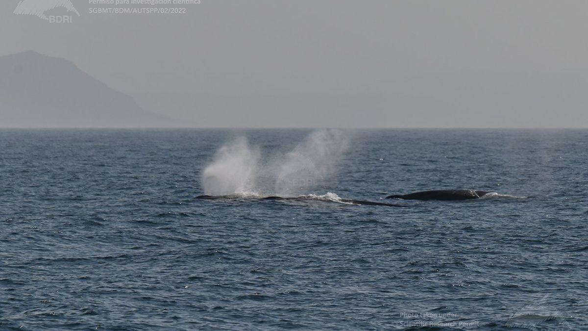 Ballenas fotografiadas ayer en la costa de las Rías Baixas.