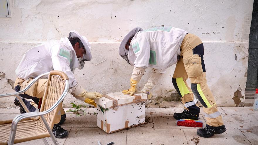 Los bomberos de Córdoba retiran un panal de abejas del paseo de la Ribera