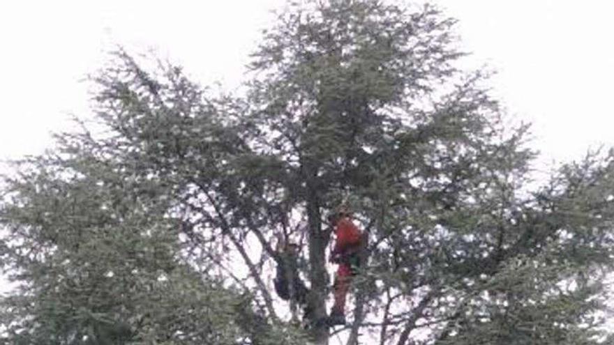 Alumnado haciendo trabajos en altura en arboledo. // D. P.