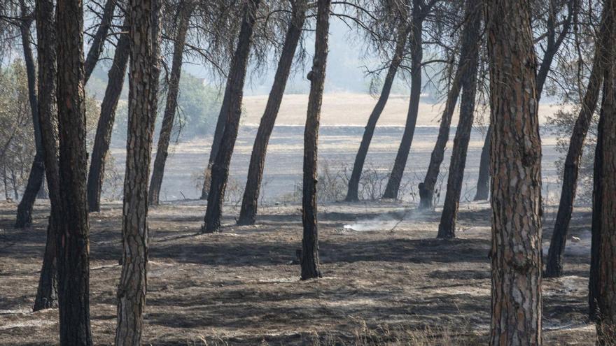 Bosc calcinat per les flames, ahir, al Pont