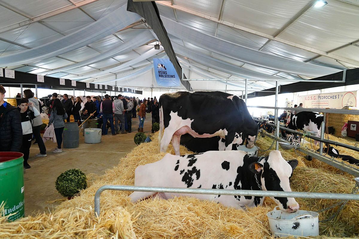 Abre la feria de vacuno de leche Usías Holsteins de  Dos Torres