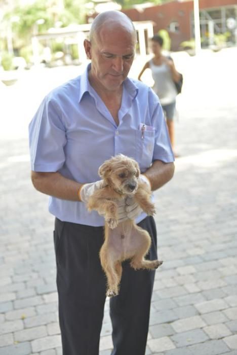 La perrera de Murcia saca sus animales a la calle