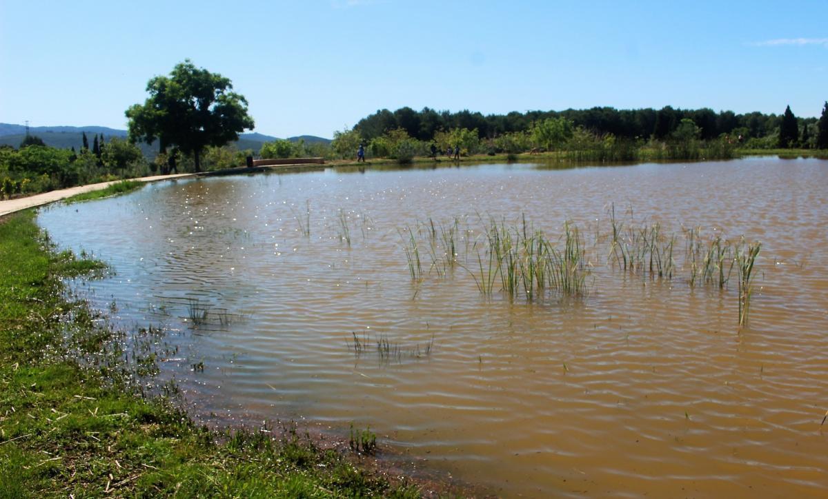 Explosión de vida animal gracias al confinamiento en los humedales de Castellón