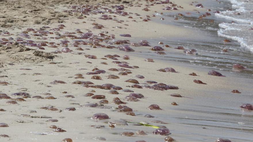 Las medusas invaden Cala Bassa