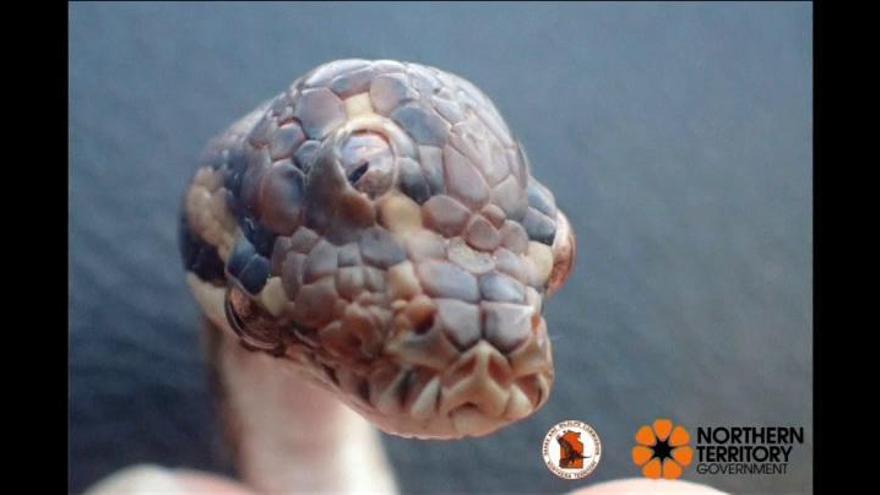 Hallan en Australia una serpiente con tres ojos funcionales