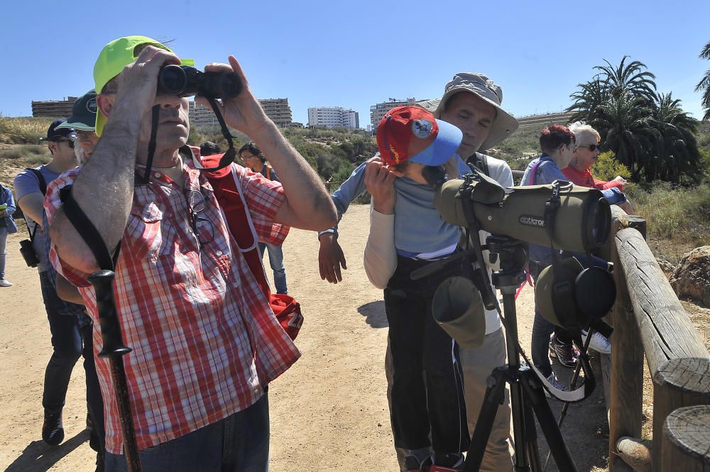 Día Internacional de las Aves Migratorias