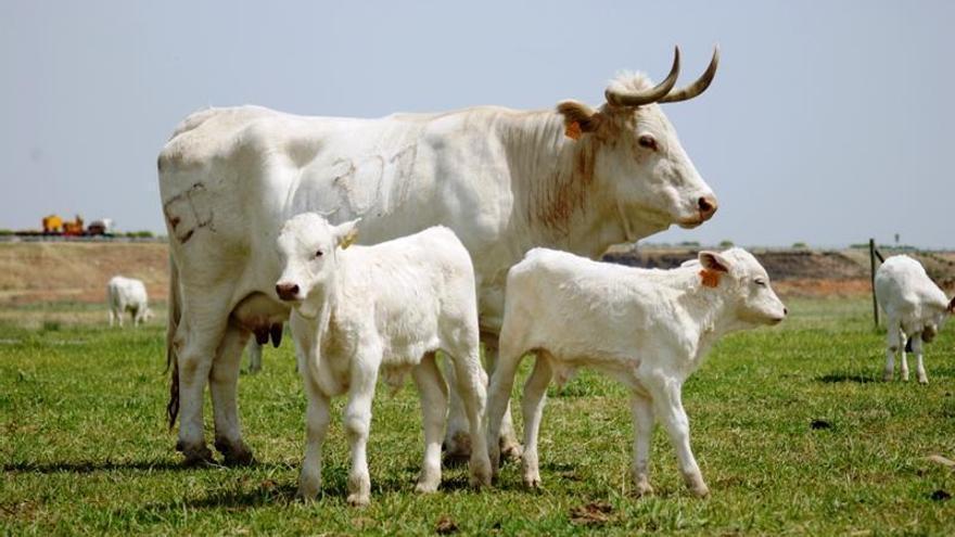 Extremadura convoca ayudas para proteger sus razas autóctonas: de la blanca cacereña a la gallina azul