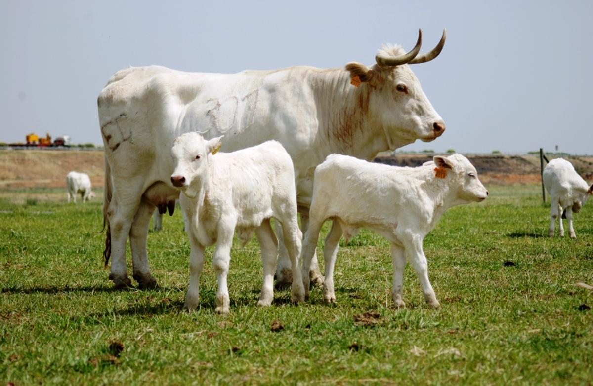 Ejemplares de la raza bovina Blanca Cacereña.