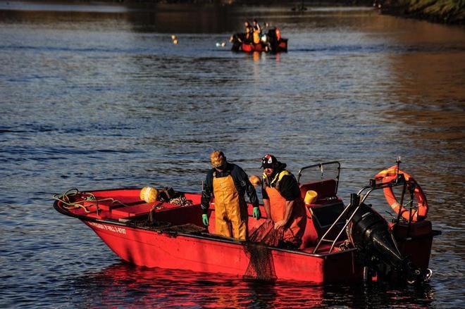 Temporada de lamprea en el río Ulla