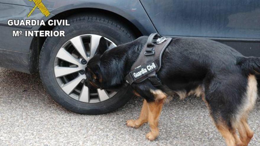 Perro detector de droga olfatea un vehículo.