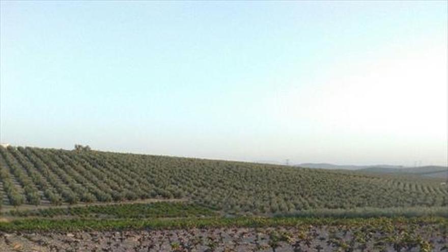 Los viticultores denuncian los daños causados por los conejos en sus viñedos