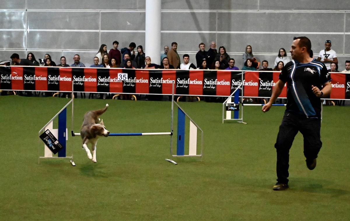 Un perro durante una demostración de «agility».