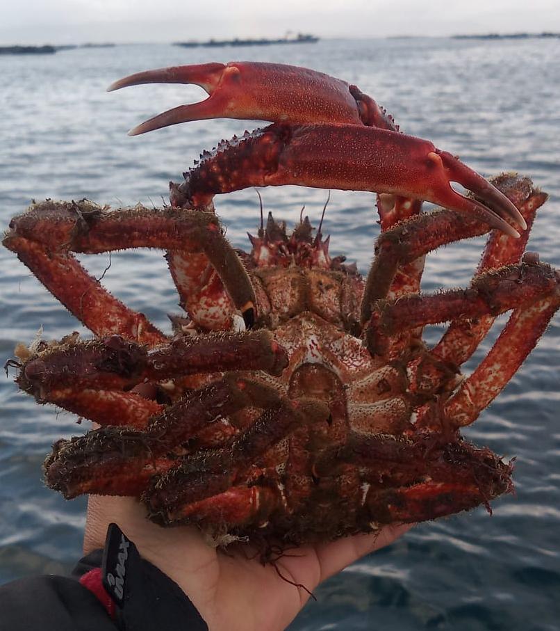 Un centollo capturado esta misma mañana en la ría.