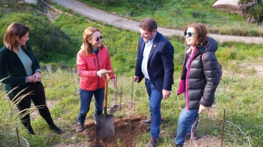 La jara de Cartagena crece en los montes de Cartagena