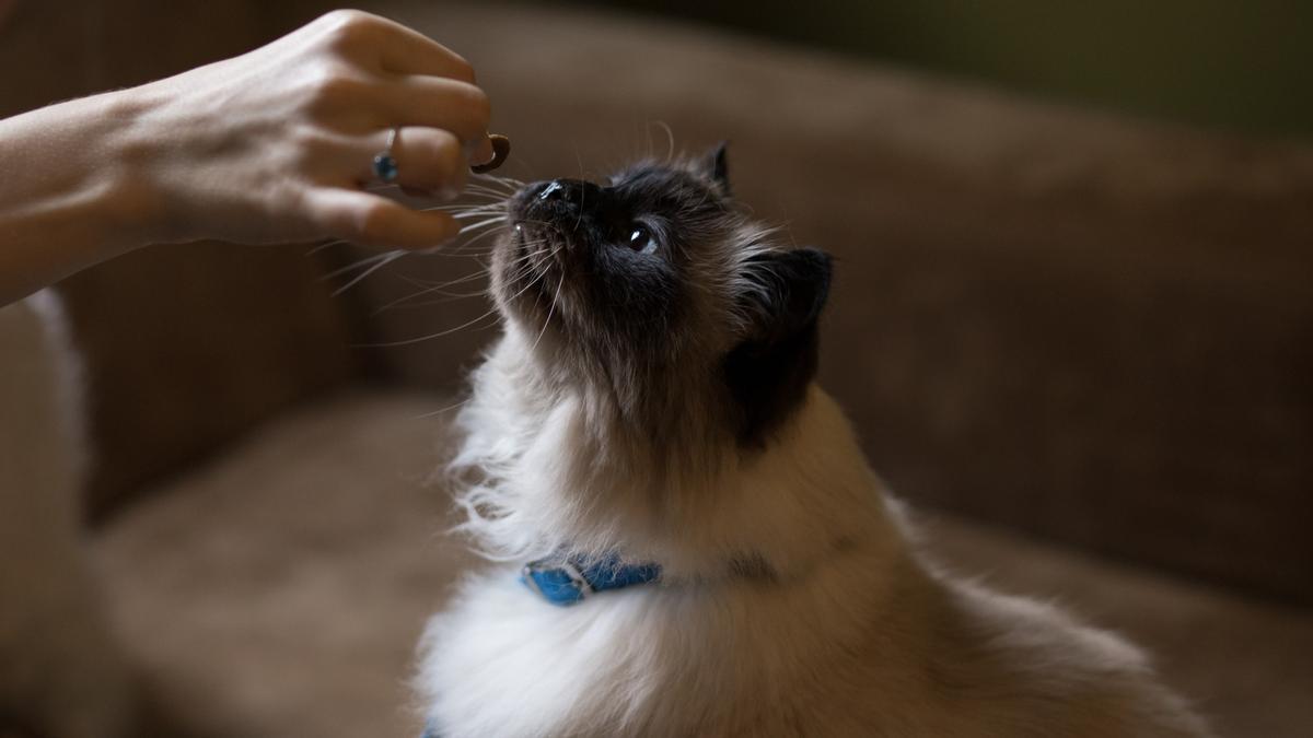 Adiestramiento de un gato con comida.