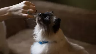 ¿Es posible adiestrar a un gato como se hace con un perro?