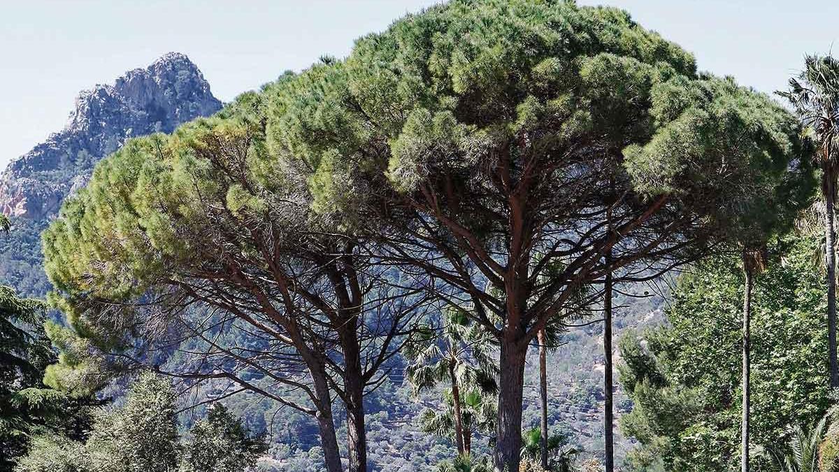 Eine Gruppe von Pinien in den Jardins d&#039;Alfàbia bei Bunyola. Die Bäume säen sich durch auf den Boden fallende Zapfen selbst aus.