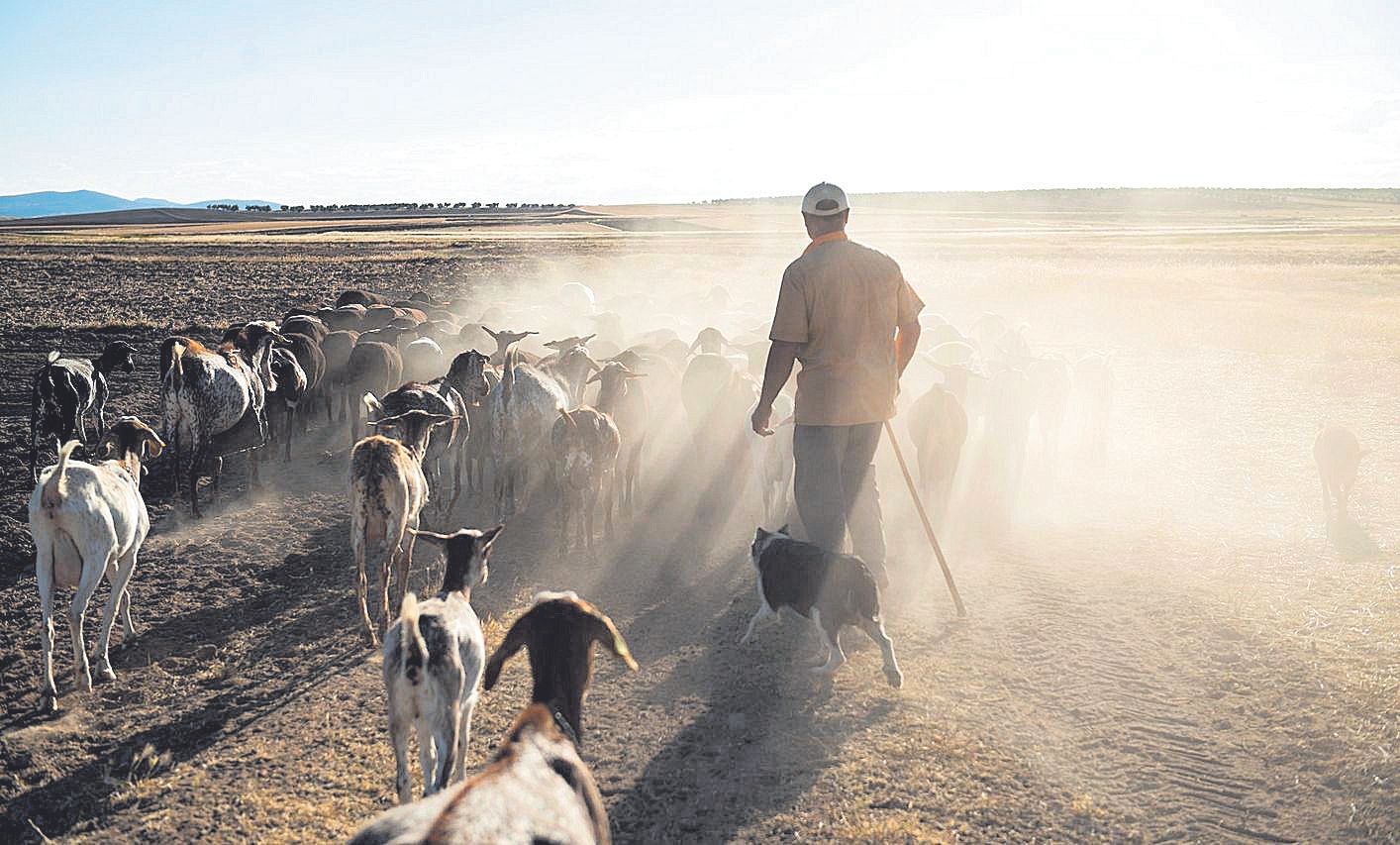 Un pastor recorre con su ganado un campo seco en la provincia de Ciudad Real.