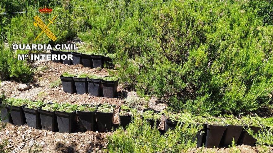 Detenido por cultivar 100 plantas de marihuana cerca del Santuario de la Virgen de Vallivana