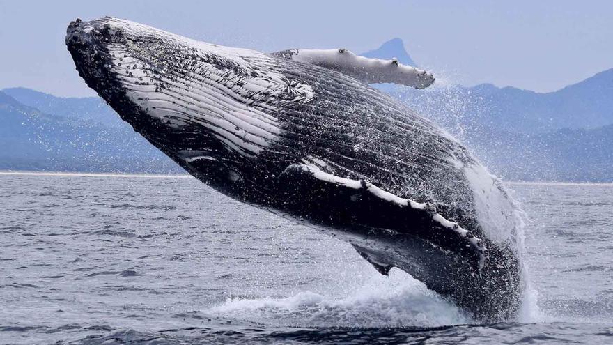 El increíble caso de la ballena que viajó 13.000 kilómetros en busca de pareja
