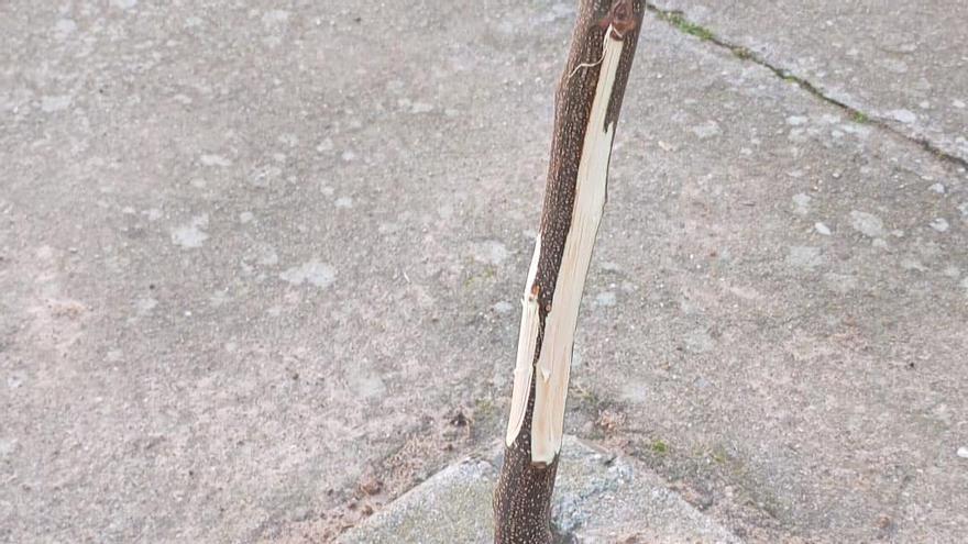 El Ayuntamiento de Ceclavín denuncia actos vándalicos: "Son de vergüenza"