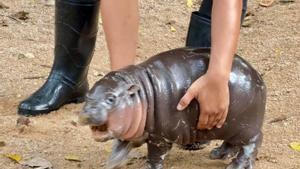 Así es el adorable hipopótamo pigmeo, amenazado de extinción