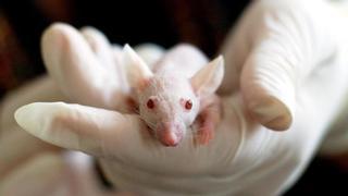 Crean una generación de ratones con dos padres biológicos y ninguna madre