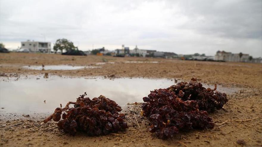 Productores de Pedro Ximénez temen graves daños en las paseras