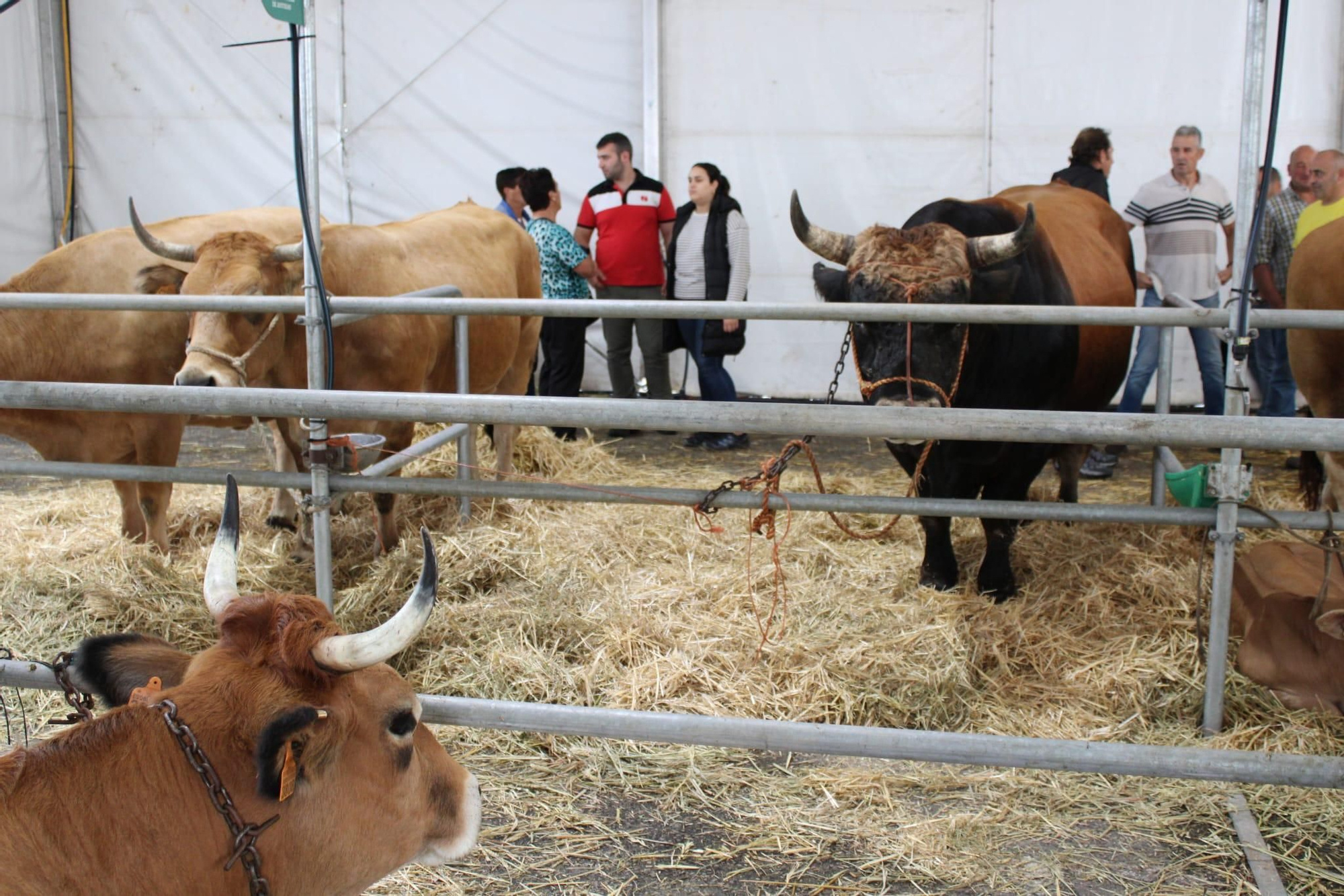 Así es Llangréu Nautral, la feria de las razas autóctonas asturianas que se celebra en pleno centro de Langreo