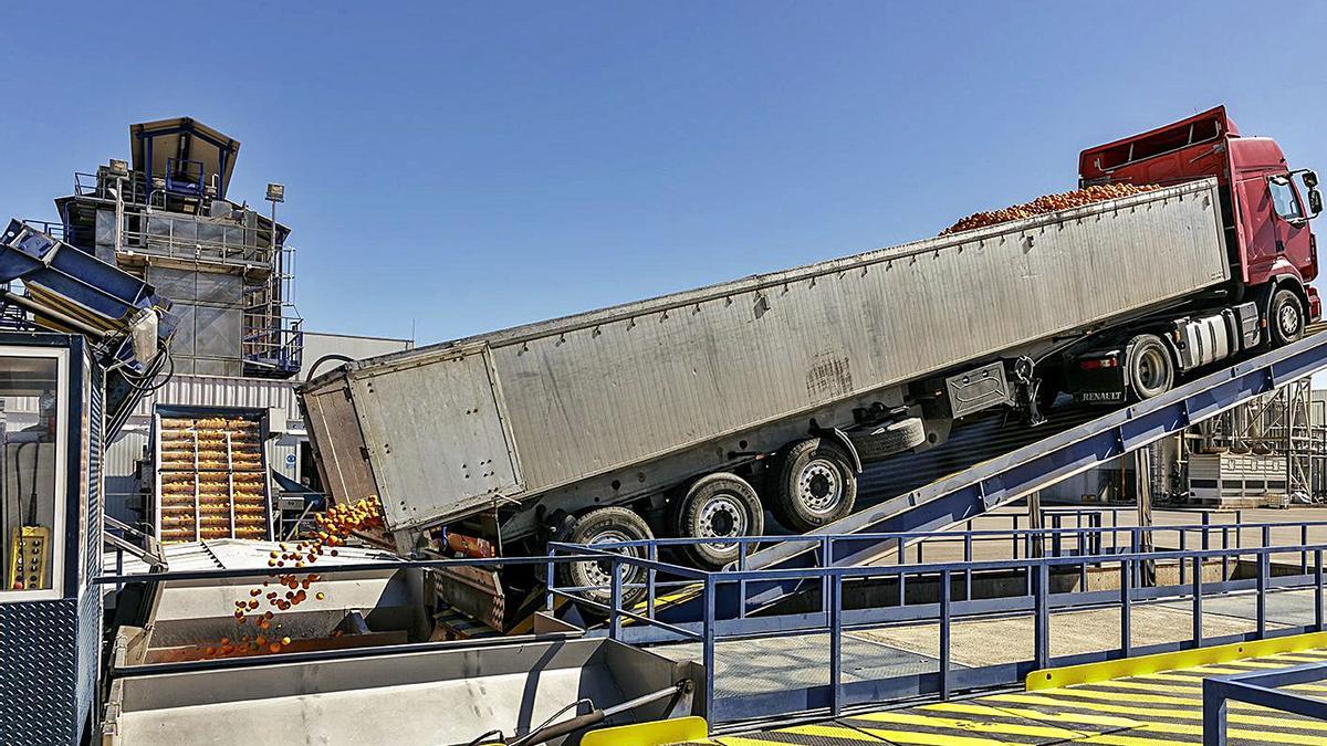 Un camión descarga cítricos en la planta de Zuvamesa, una de las líderes en Europa. | LEVANTE-EMV