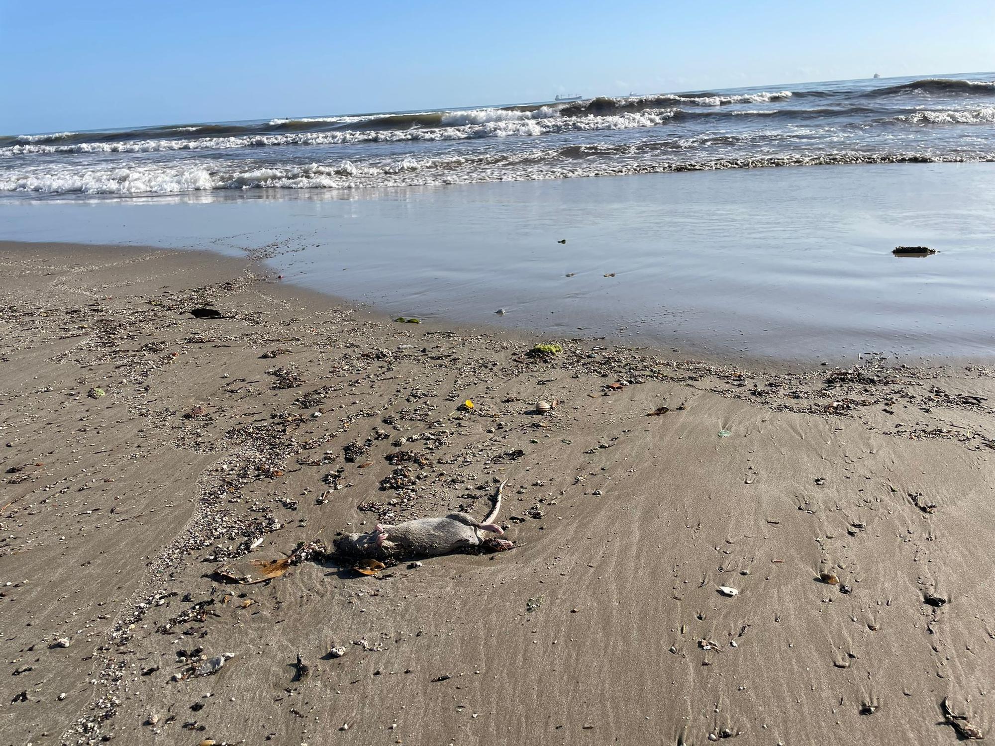 La playa de Gurugú amanece llena de basura por las lluvias.