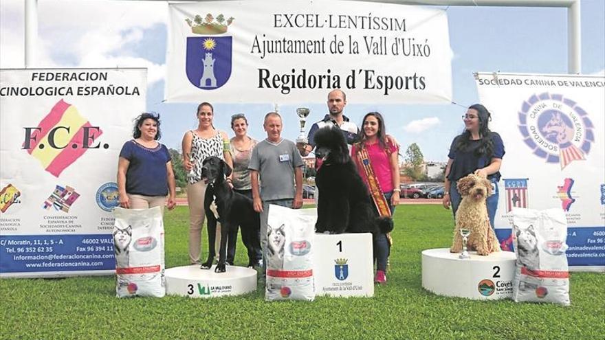 Medio centenar de perros miden su belleza en la Vall