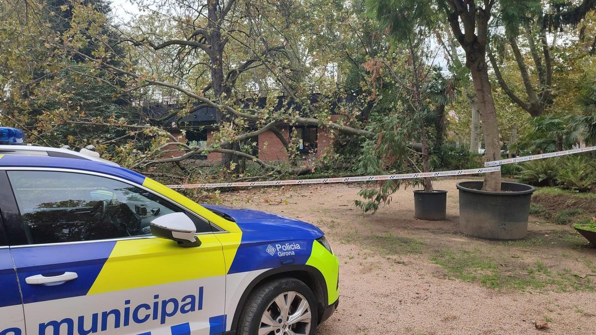 GALERIA | Cau un arbre al Parc de la Devesa