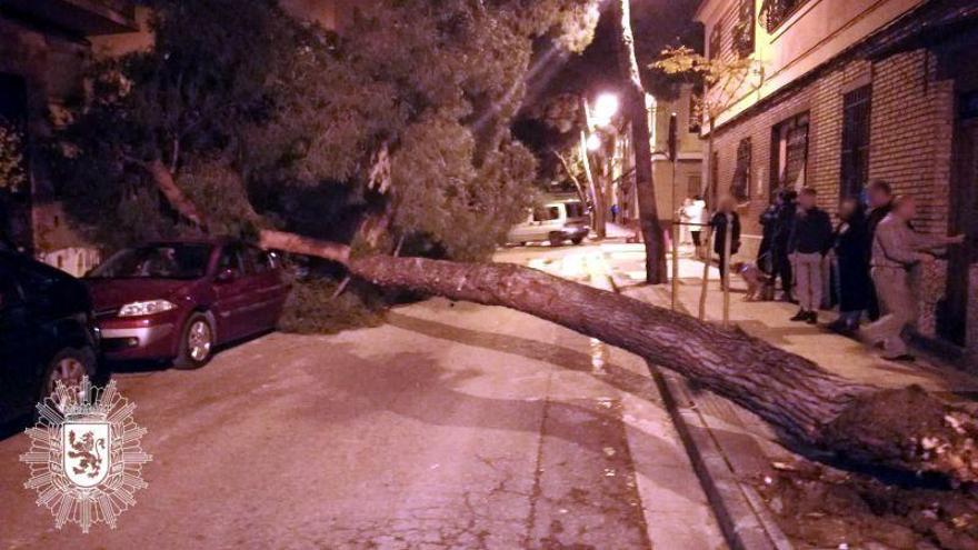 Un voluminoso pino se desploma sobre un coche en Delicias