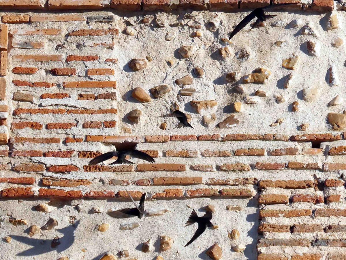Vencejos en la muralla de Madrigal de las Altas Torres (Ávila).