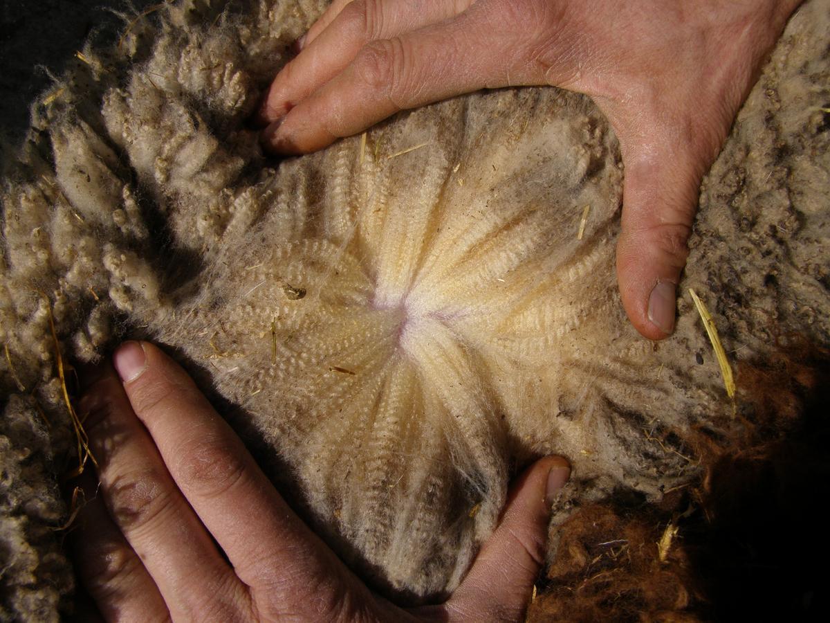 Detalle de la lana de oveja de razas castellana