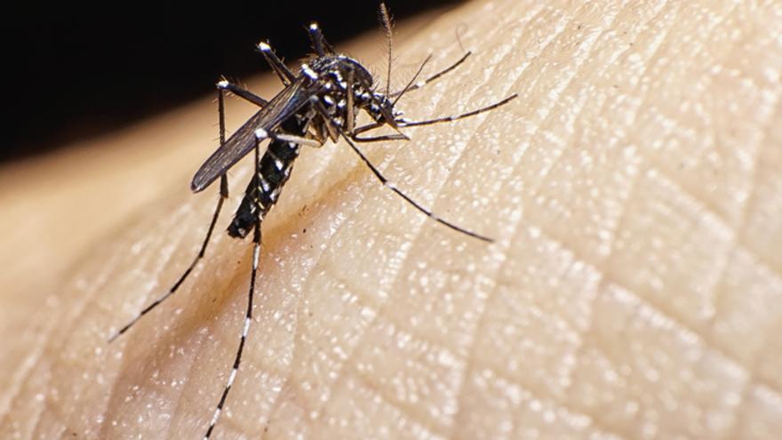 Sanidad detecta dos mosquitos peligrosos para la salud en Santa Cruz y Las Palmas