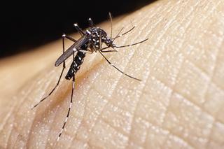La búsqueda del ejemplar adulto de mosquito del dengue comenzará el lunes en La Palma