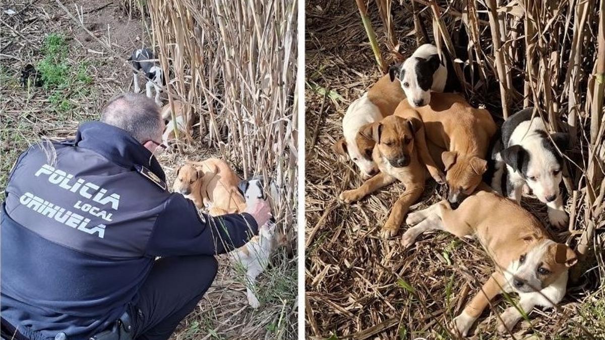 Localizan a seis cachorros abandonados en la pedanía de Desamparados