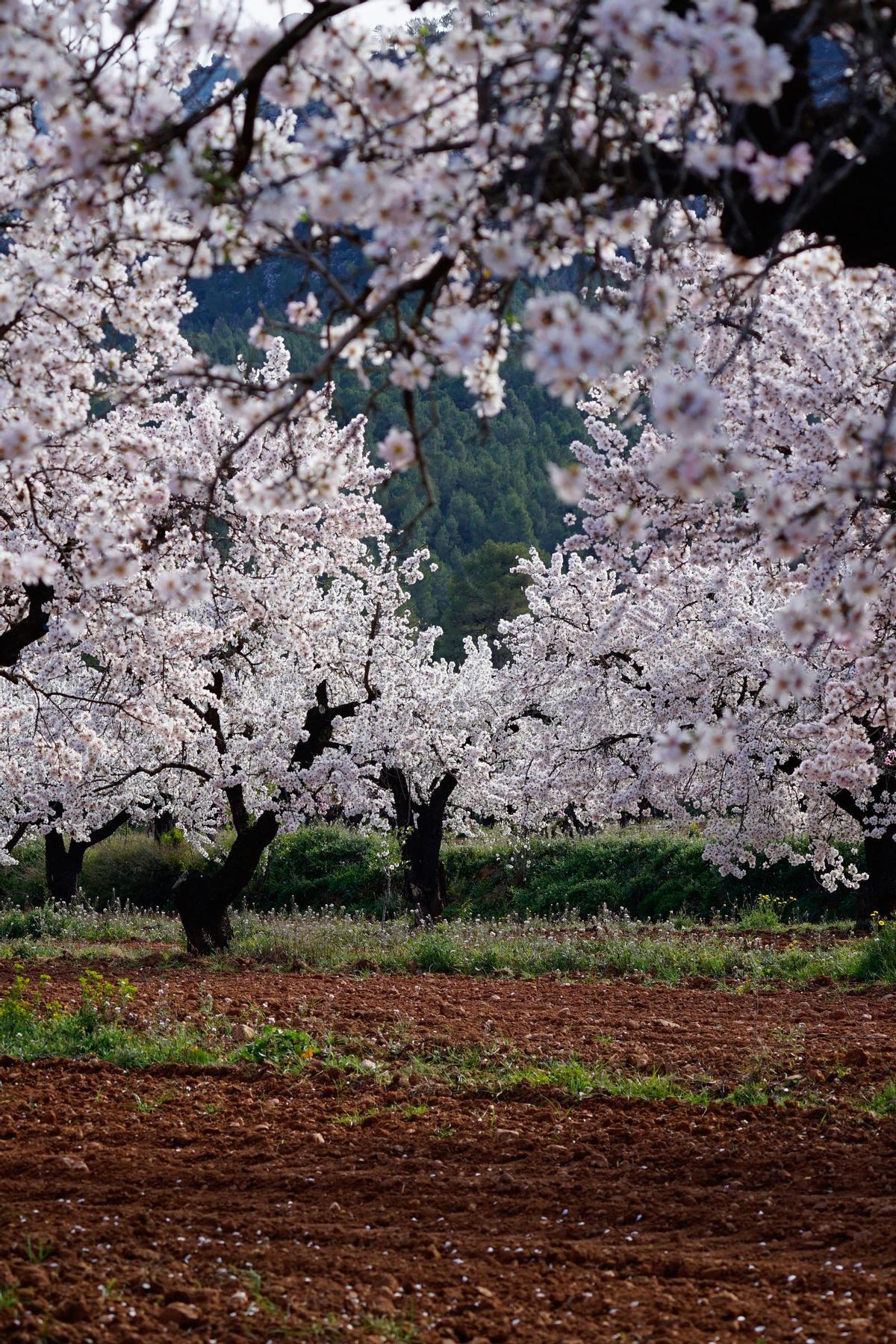 Floración en Casas Nuevas, Mula