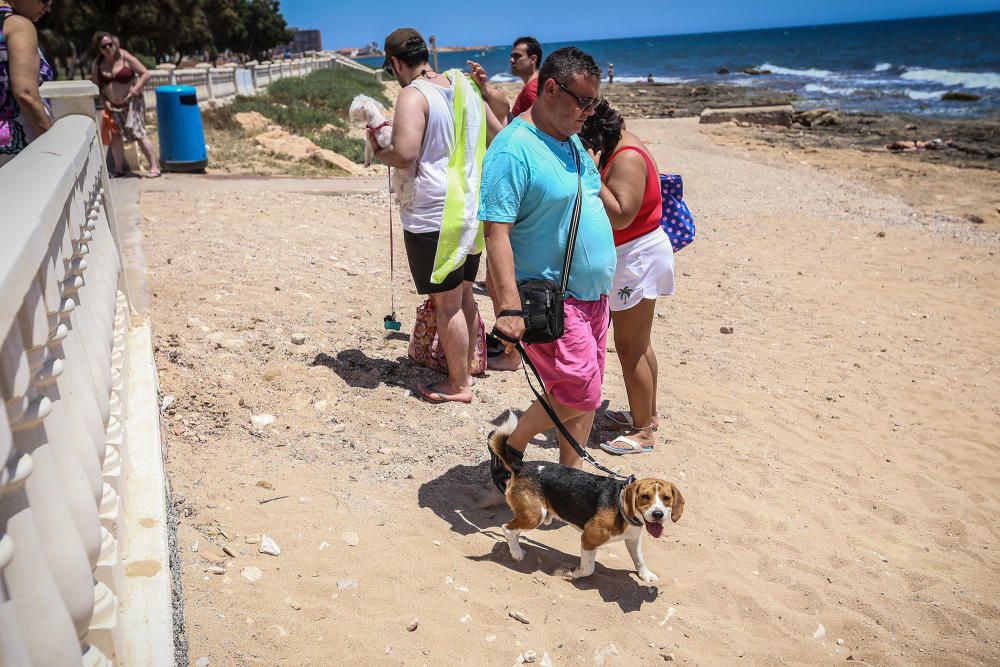 Los bañistas están acudiendo con perros a Punta Margalla y Cala del Moro, las dos playas autorizadas para perros, sin que el Ayuntamiento las haya señalizado todavía.