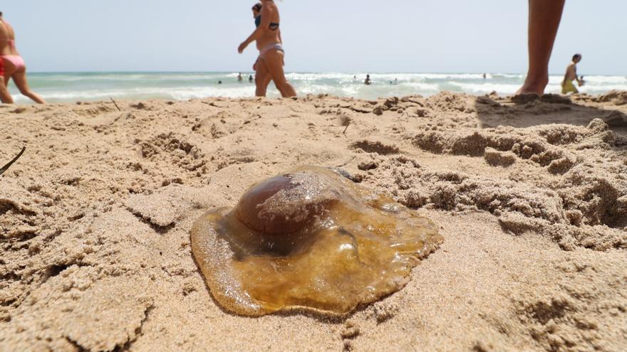 Alerta por la detección de un banco de medusas &#039;huevo frito&#039; en una playa de Castellón