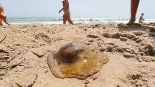 Alerta por la detección de un banco de medusas 'huevo frito' en una playa de Castellón