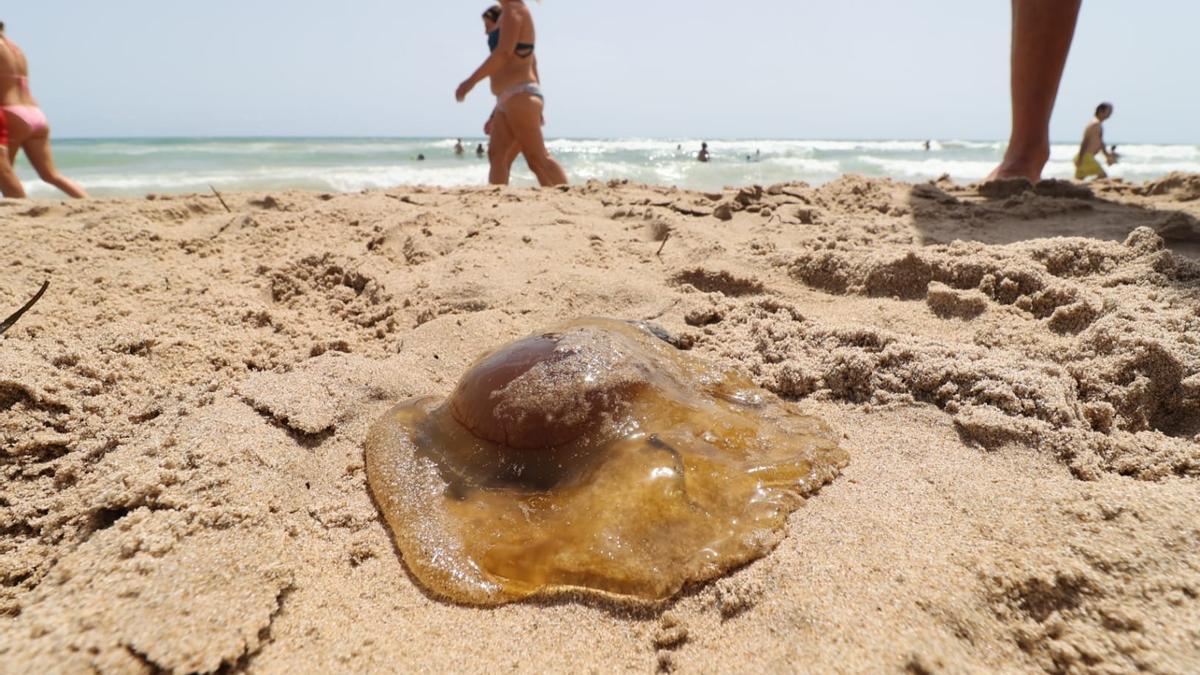 Imagen de archivo de una medusa 'huevo frito' en una playa.