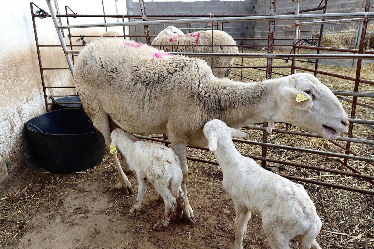 Unos corderos con su madre en una explotación ganadera.