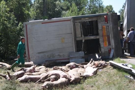 Un camió de porcs s''estavella a l''Espunyola