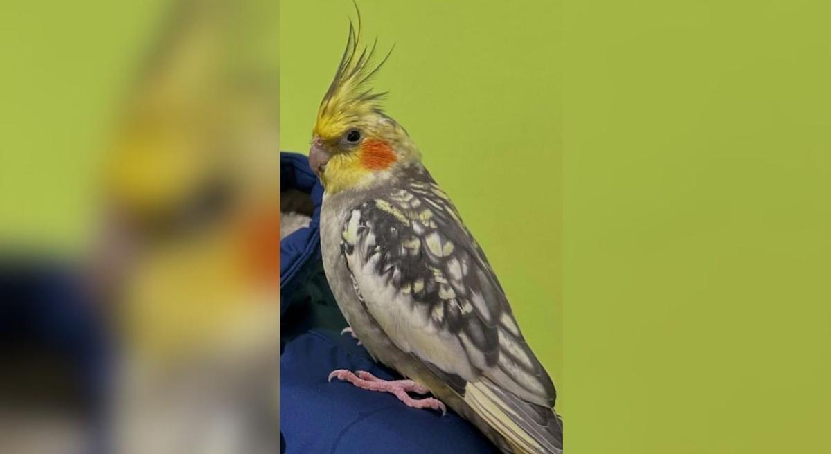 Limoncello, la ninfa perdida.